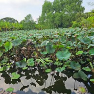 Benana Café (เบนนาน่าคาเฟ่)