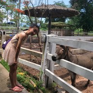 บรรยากาศ Swiss Sheep Farm