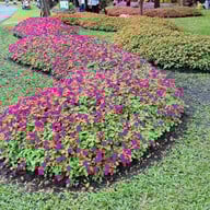 บรรยากาศ สวนหลวง ร. 9