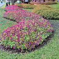 บรรยากาศ สวนหลวง ร. 9