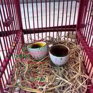 Bella Napoli Sukhumvit 31