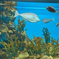 Noboribetsu Marine Park Nixe