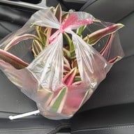 ตลาดจตุจักร