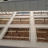 % Arabica ดิเอ็มควอเทียร์