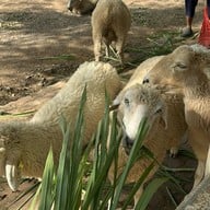 The Scenery Vintage Farm