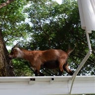 The Scenery Vintage Farm