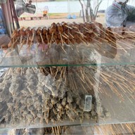 ลูกชิ้นแบแม