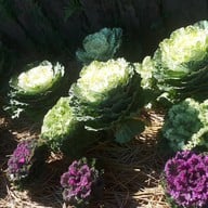 อุทยานแห่งชาติห้วยน้ำดัง