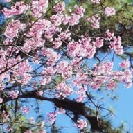 อุทยานแห่งชาติห้วยน้ำดัง