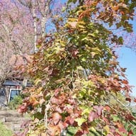 อุทยานแห่งชาติห้วยน้ำดัง