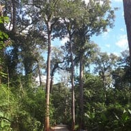 Giant Trees Alley - อุโมงค์ต้นไม้ เชียงดาว