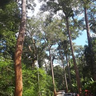 Giant Trees Alley - อุโมงค์ต้นไม้ เชียงดาว