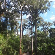 Giant Trees Alley - อุโมงค์ต้นไม้ เชียงดาว