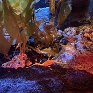 Sea Life Bangkok Ocean World