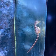 Sea Life Bangkok Ocean World