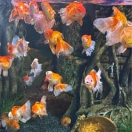 Sea Life Bangkok Ocean World