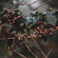 ชีวาคาเฟ่ Sheeva Cafe Pattaya พัทยา