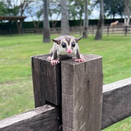 Rancho Charnvee Resort & Country Club, Khaoyai