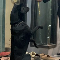 บ้านตะเกียงสาริกา