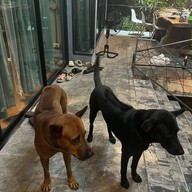 บ้านตะเกียงสาริกา