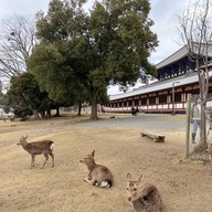 บรรยากาศ Nara Park