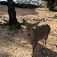 บรรยากาศ Nara Park