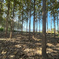 TATA Chiang Dao