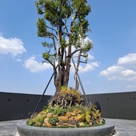 Café Amazon - DD1402 หจก.จารุณีปิโตรเลียม