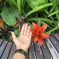 Harudot By Nana Coffee roasters บริษัท จันทร์ระกาประธาน จำกัด