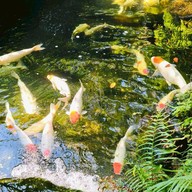 Harudot By Nana Coffee roasters บริษัท จันทร์ระกาประธาน จำกัด