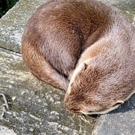 ป่าต้นน้ำบ้านน้ำราด