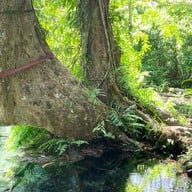 ป่าต้นน้ำบ้านน้ำราด