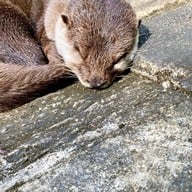 ป่าต้นน้ำบ้านน้ำราด