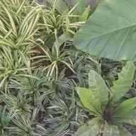 แป้งยำมะม่วงไนท์สแควร์ ศรีราชา