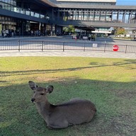 บรรยากาศ Nara Park