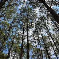 สวนสนบ่อแก้ว