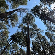 สวนสนบ่อแก้ว