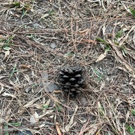 สวนสนบ่อแก้ว