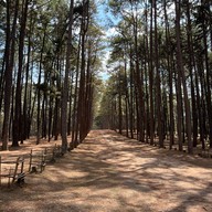 สวนสนบ่อแก้ว