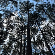 สวนสนบ่อแก้ว