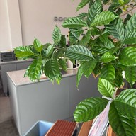 ROCKETEER PTT Srinakarin-Romklao