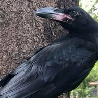 ปังอีกาย่างถ่าน (ปิดปรับปรุง) บางแสน