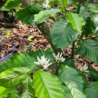 บรรยากาศ สวนจันทิวา