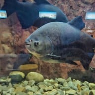 สวนนกชัยนาท