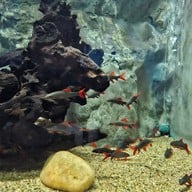 สวนนกชัยนาท