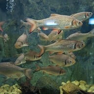 สวนนกชัยนาท