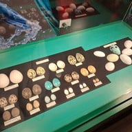 สวนนกชัยนาท