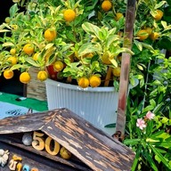 หน้าร้าน ข้าวคลุกกะปิอีซี่(เก๋) หมู่บ้านฝนทองนิเวศน์ซอย3