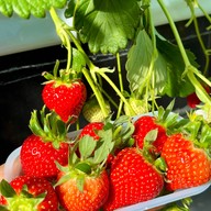 บรรยากาศ Migaki Farm