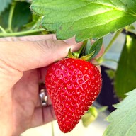 บรรยากาศ Migaki Farm